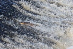 running slaney salmon